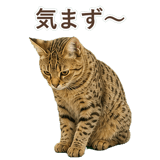 852354656