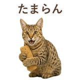 852354660