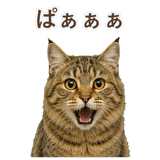 852354666