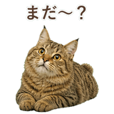 852354668