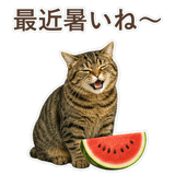 852383654