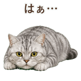 852395546