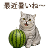 852395558