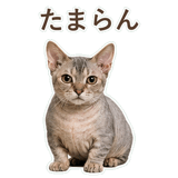 852396228