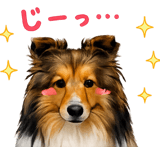 852403627