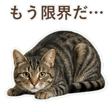 852424549