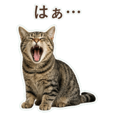 852424554