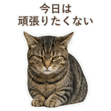 852424558
