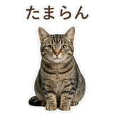 852424564
