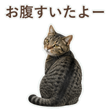 852424568