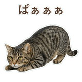 852424570