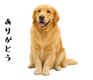 852426387