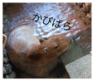 852440682