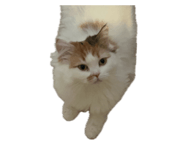 852442070
