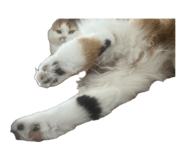 852442085
