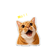 852442311