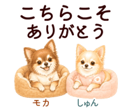 852444557