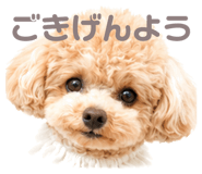 852446385