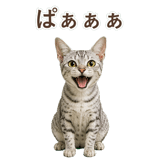 852448954