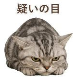 852449003