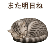 852449004