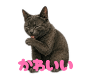 852455086