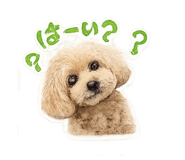 852455466
