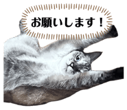 852456465