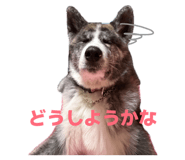 852474701