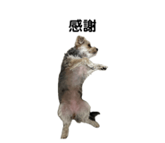 852484990