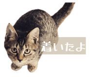 852485441