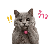 852526785