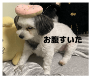 852535005