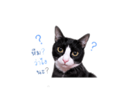 852562365