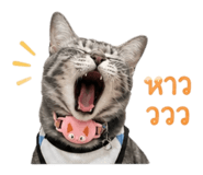 852566197