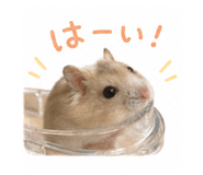 852572677