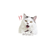 852581877