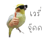 852582026