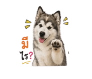 852584731