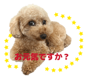852600520
