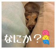 852603085