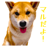 852604113