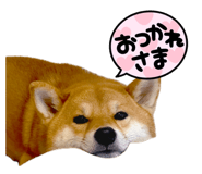 852604119