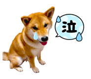 852604120
