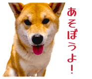 852604129