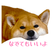 852604130