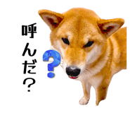 852604133