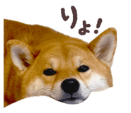 852604144