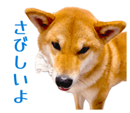 852604146