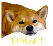852604149